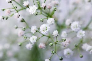 Lire la suite à propos de l’article Variétés de gypsophile : découvrez les différents types de plantes de gypsophile