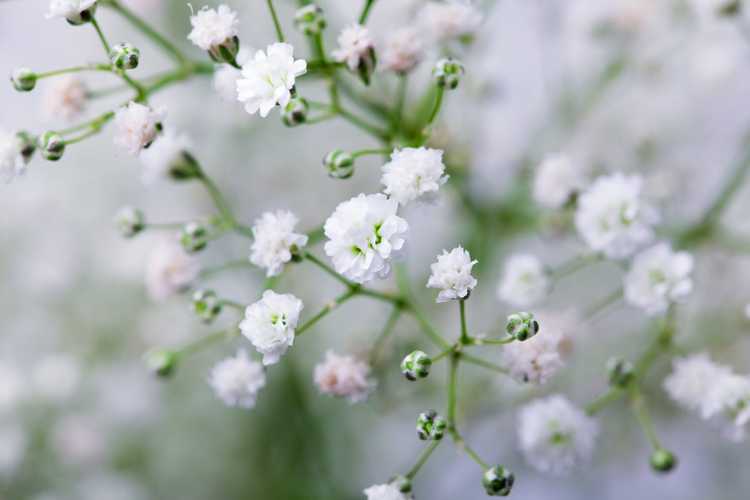 You are currently viewing Variétés de gypsophile : découvrez les différents types de plantes de gypsophile