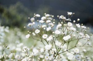 Lire la suite à propos de l’article Ravageurs de l'haleine de bébé – Identifier et arrêter les ravageurs des plantes gypsophiles