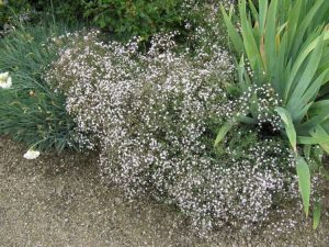 Lire la suite à propos de l’article Problèmes de respiration du bébé – Comment gérer les problèmes courants de gypsophile