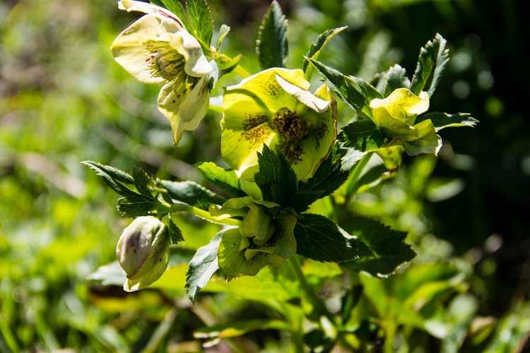 You are currently viewing Maladies courantes des hellébores – Comment traiter les plantes hellébores malades