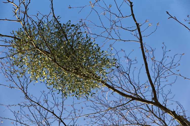 You are currently viewing Qu'est-ce qu'une plante hémiparasite – Exemples de plantes hémiparasites