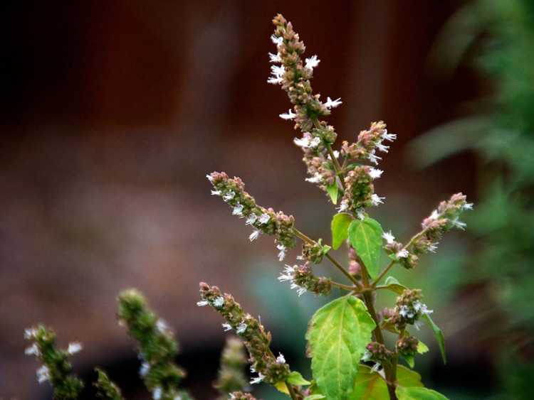 You are currently viewing Culture du patchouli : comment faire pousser une plante herbacée de patchouli