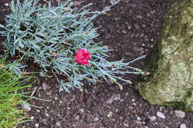 You are currently viewing Plantes d'herbes roses de girofle – Découvrez les utilisations du rose de girofle dans le jardin