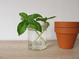 Lire la suite à propos de l’article Herbes qui s'enracinent dans l'eau – Comment faire pousser des plantes herbacées dans l'eau