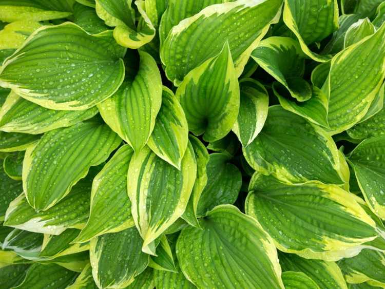 You are currently viewing Cultiver un hosta dans le sud – Hostas populaires du sud