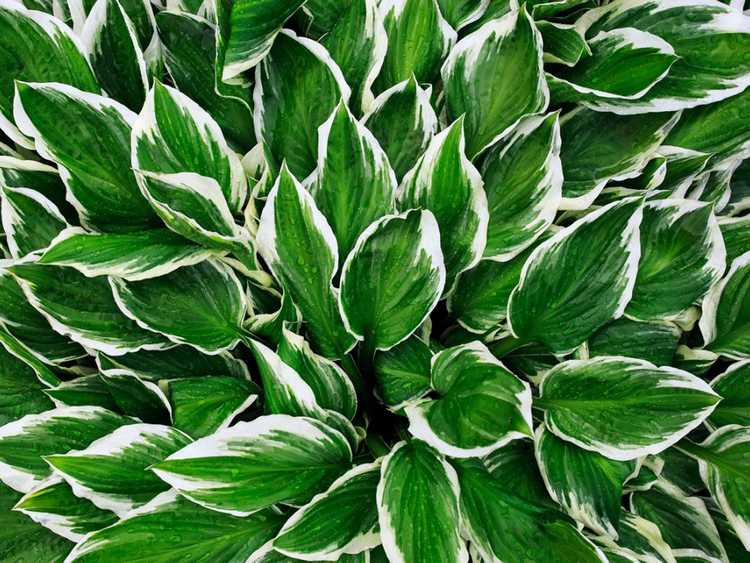 You are currently viewing Cultiver des hostas : comment prendre soin d'une plante hosta