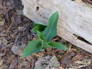 Lire la suite à propos de l’article Fertilisation des Hostas – Comment fertiliser une plante Hosta