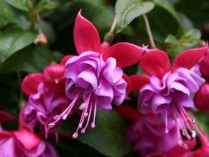 Lire la suite à propos de l’article Qu'est-ce que le fuchsia hybride – Informations sur les soins du fuchsia hybride