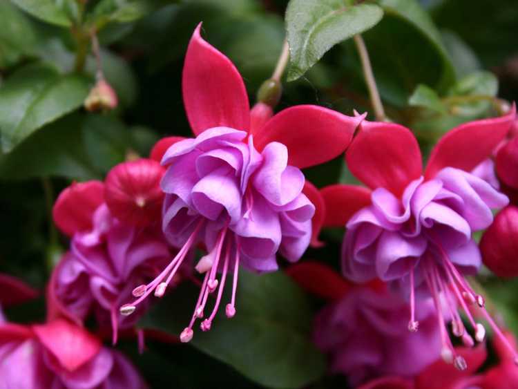 You are currently viewing Qu'est-ce que le fuchsia hybride – Informations sur les soins du fuchsia hybride