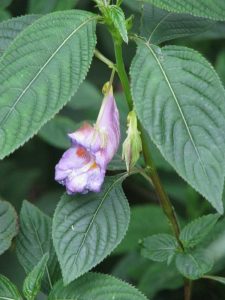 Lire la suite à propos de l’article Qu'est-ce qu'Impatiens Arguta – Conseils pour cultiver des plantes d'Impatiens dressées