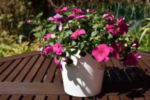 Lire la suite à propos de l’article Plante d'intérieur Impatiens : Comment conserver les plantes d'Impatiens d'intérieur