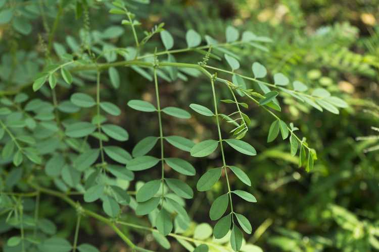 You are currently viewing Cultiver des plantes d'indigo à partir de boutures – Comment enraciner des boutures d'indigo