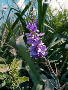 Lire la suite à propos de l’article Propagation des plantes indigo : découvrez comment démarrer des graines et des boutures d'indigo