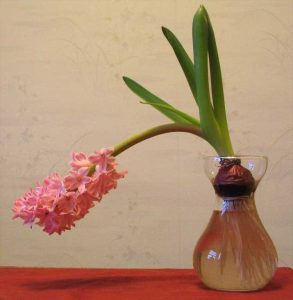 Lire la suite à propos de l’article Flopping des plantes de jacinthe : conseils pour soutenir vos fleurs de jacinthe les plus lourdes