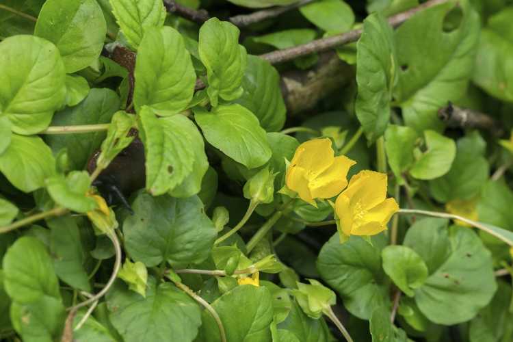 You are currently viewing Creeping Jenny Control : quelle est la meilleure façon de gérer Creeping Jenny