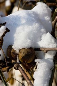 Lire la suite à propos de l’article Soins d'hiver du kiwi : soins du kiwi rustique pendant l'hiver