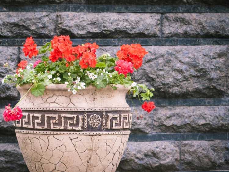 You are currently viewing Rempotage des Lantanas : Quand et comment rempoter les plantes de Lantana