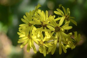 Lire la suite à propos de l’article Entretien des plantes léopard – Conseils pour cultiver une plante léopard