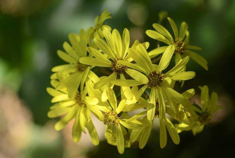 You are currently viewing Entretien des plantes léopard – Conseils pour cultiver une plante léopard