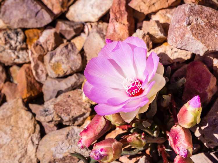 You are currently viewing Qu'est-ce que Lewisia : informations sur les soins et la culture de Lewisia