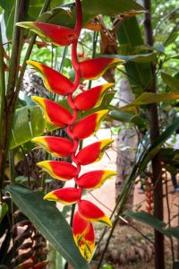 Lire la suite à propos de l’article Réduire les plantes d'Heliconia – Comment tailler la pince de homard