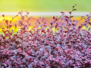 Lire la suite à propos de l’article Loropetalum est vert et non violet : pourquoi les feuilles de Loropetalum deviennent-elles vertes