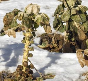 Lire la suite à propos de l’article Choux de Bruxelles : Ravageurs et maladies affectant les plantes de choux de Bruxelles