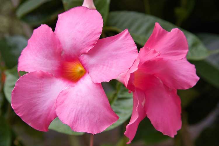 You are currently viewing Pas de fleurs de Mandevilla : faire fleurir une plante de Mandevilla