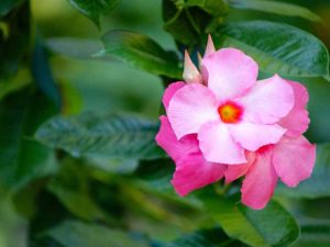 Lire la suite à propos de l’article Plantes de Mandevilla malsaines : Comment traiter les problèmes de maladie de Mandevilla