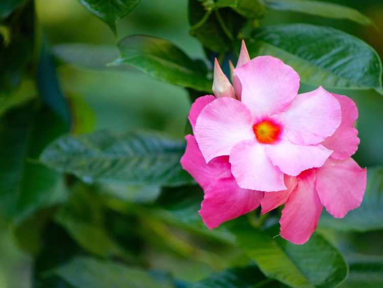 You are currently viewing Plantes de Mandevilla malsaines : Comment traiter les problèmes de maladie de Mandevilla