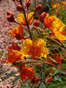 Lire la suite à propos de l’article Oiseau de paradis mexicain en pot : cultiver un oiseau de paradis mexicain dans des conteneurs