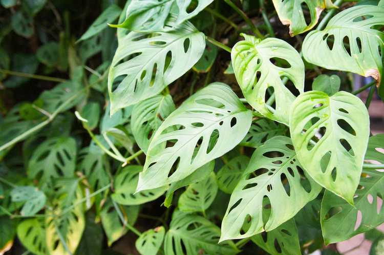 You are currently viewing Entretien des plantes Monstera d'Adanson : conseils pour cultiver une vigne de fromage suisse