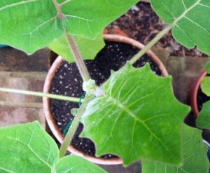 Lire la suite à propos de l’article Cultiver du Naranjilla à partir de boutures – Comment enraciner des boutures de Naranjilla