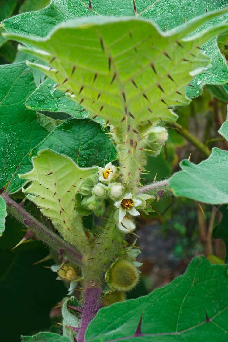 Lire la suite à propos de l’article Cultiver du Naranjilla dans des conteneurs : comment prendre soin des arbres de Naranjilla en pot