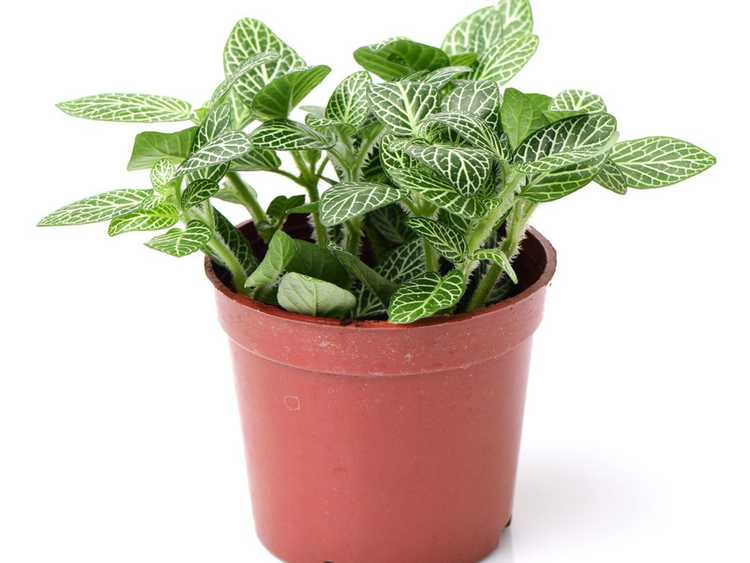 You are currently viewing Fittonia Nerve Plant: Cultiver des plantes nerveuses à la maison