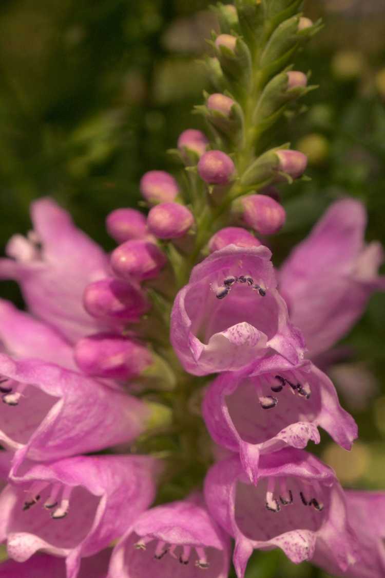 You are currently viewing Entretien des plantes obéissantes : comment faire pousser une plante obéissante