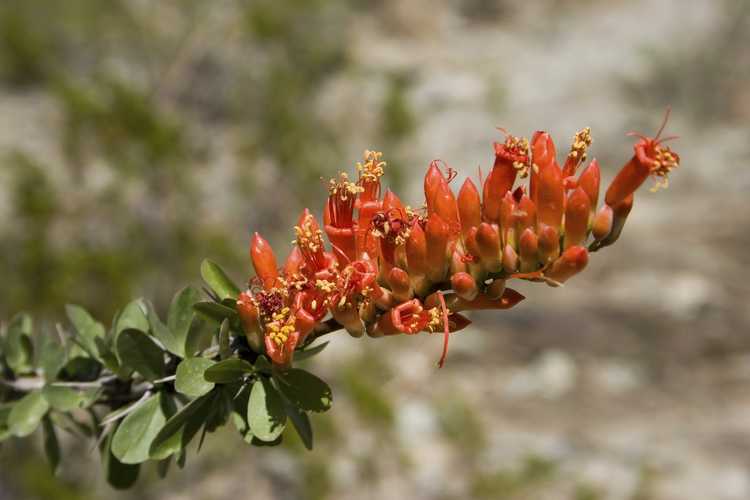 Lire la suite à propos de l’article Ocotillo en conteneurs – Prendre soin des plantes Ocotillo en pot