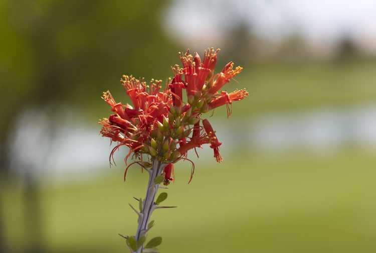 Lire la suite à propos de l’article Pourquoi mon Ocotillo ne fleurit-il pas – Comment obtenir des fleurs d’Ocotillo