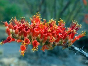 Lire la suite à propos de l’article Entretien de l'Ocotillo : Conseils pour planter l'Ocotillo dans le jardin