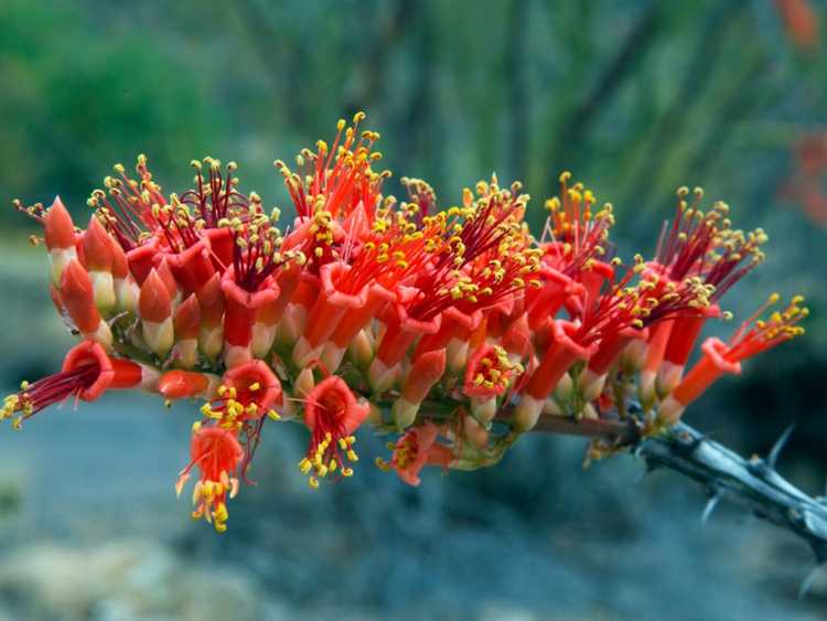 Lire la suite à propos de l’article Entretien de l'Ocotillo : Conseils pour planter l'Ocotillo dans le jardin