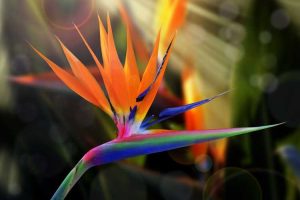 Lire la suite à propos de l’article Conseils de taille Bird Of Paradise: Comment tailler une plante Bird Of Paradise