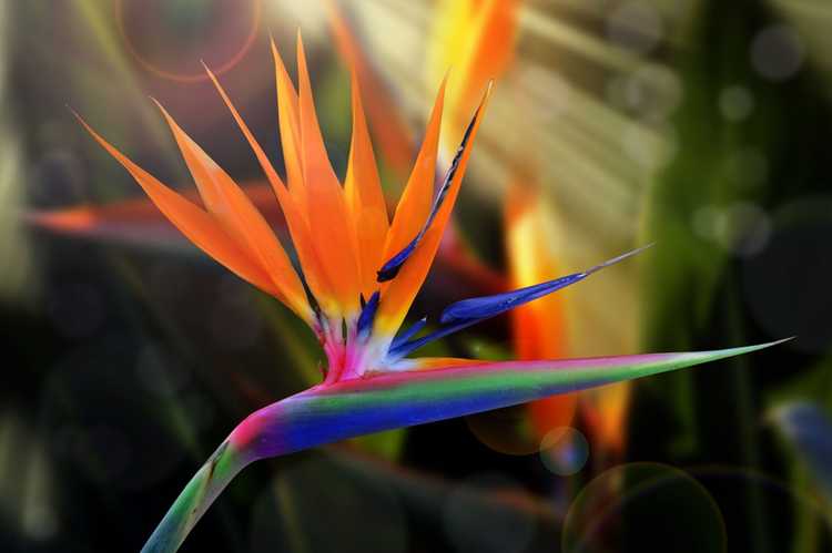 You are currently viewing Conseils de taille Bird Of Paradise: Comment tailler une plante Bird Of Paradise