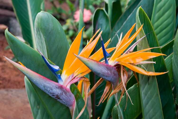 Lire la suite à propos de l’article Quels sont les différents types de plantes Bird Of Paradise