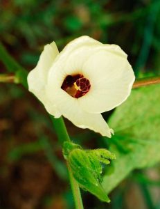 Lire la suite à propos de l’article Plantes ornementales de gombo: conseils sur la culture du gombo dans des conteneurs et des plates-bandes