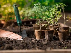 Lire la suite à propos de l’article Combien de légumes planter par personne pendant un an