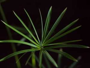 Lire la suite à propos de l’article Plantes d'intérieur Cyperus Umbrella: informations sur la culture et soins d'une plante parapluie