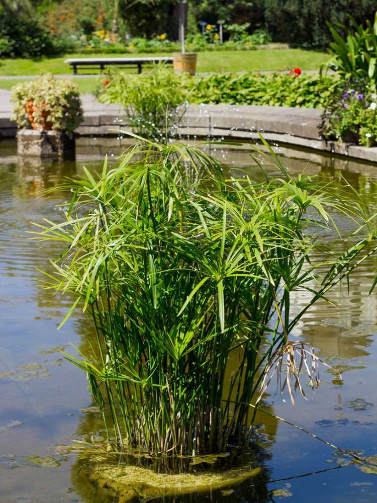 You are currently viewing Entretien des plantes parapluie d'extérieur: cultiver une plante parapluie dans les plans d'eau