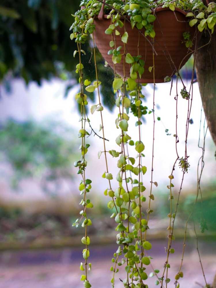 Lire la suite à propos de l’article Entretien des vignes d'ange : conseils sur la propagation des plants de vigne d'ange