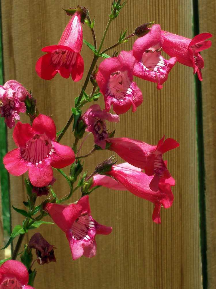 You are currently viewing Entretien et maintenance de Penstemon – Comment faire pousser des plantes à langue de barbe